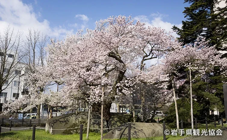 石割桜