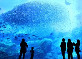 画像：うみの杜水族館