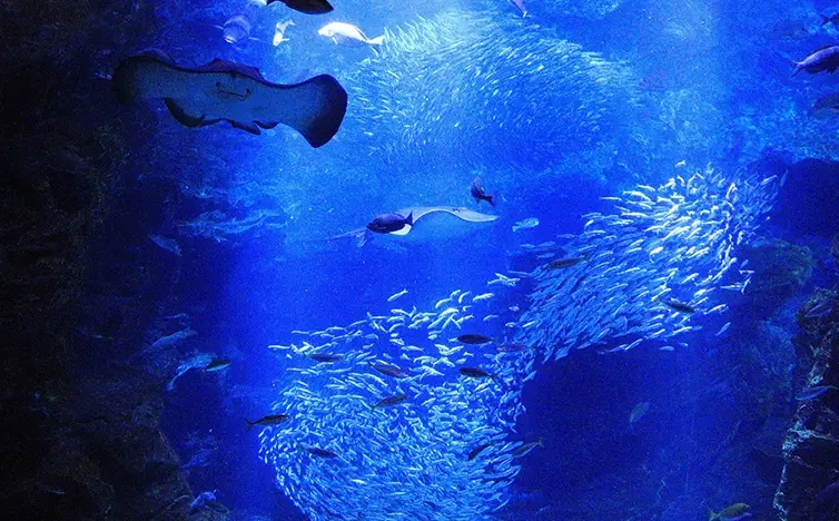 画像：京都水族館