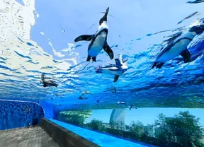 画像：サンシャイン水族館
