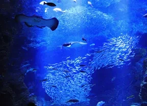 画像：京都水族館
