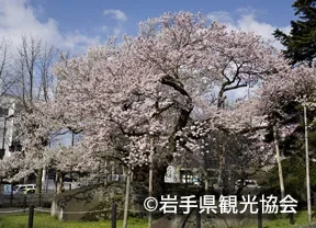 石割桜