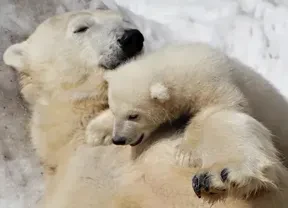 画像：札幌市円山動物園