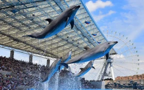 画像：名古屋港水族館のイルカショー