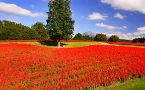画像：とっとり花回廊
