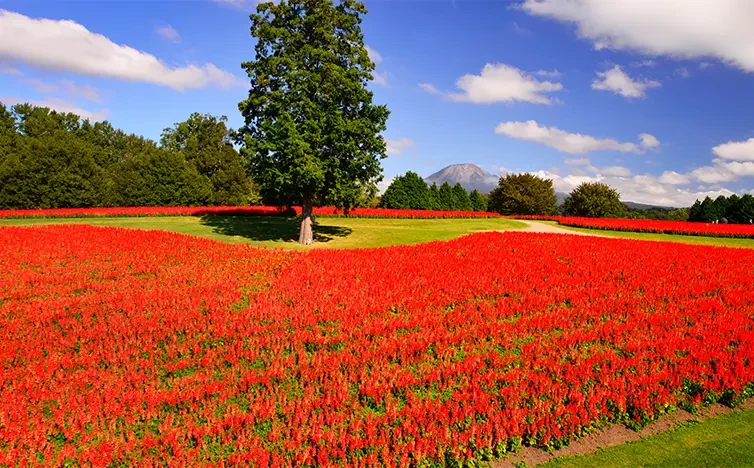 画像:とっとり花回廊