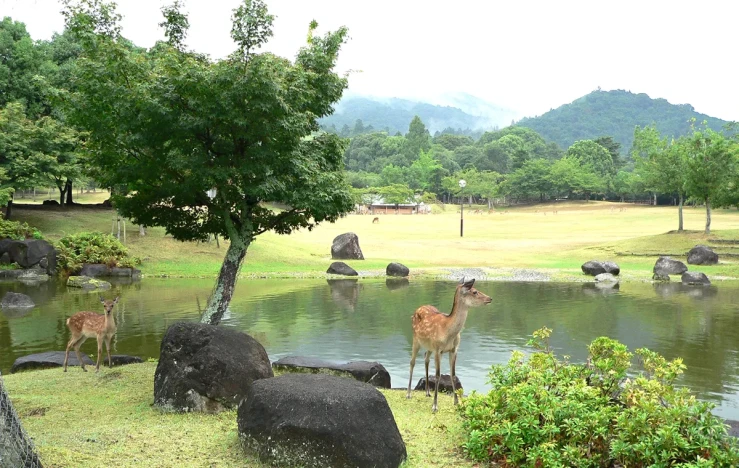画像:奈良公園