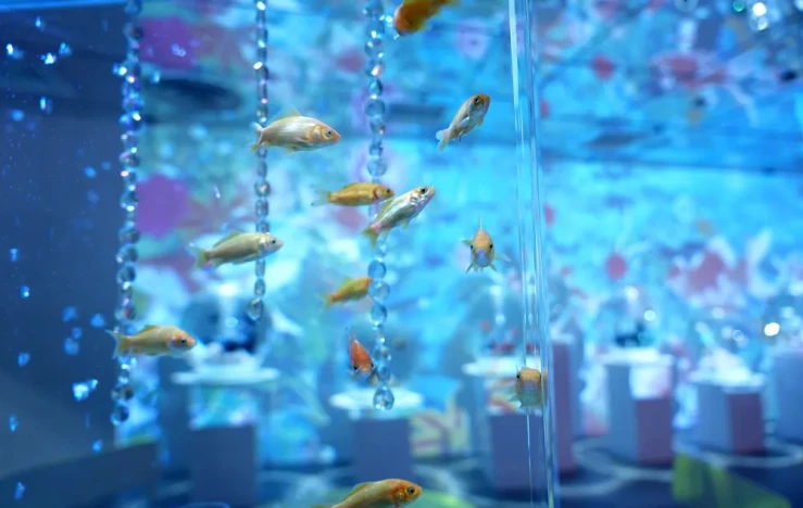 画像:奈良金魚ミュージアム NARA KINGYO MUSEUM