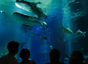 画像：海遊館