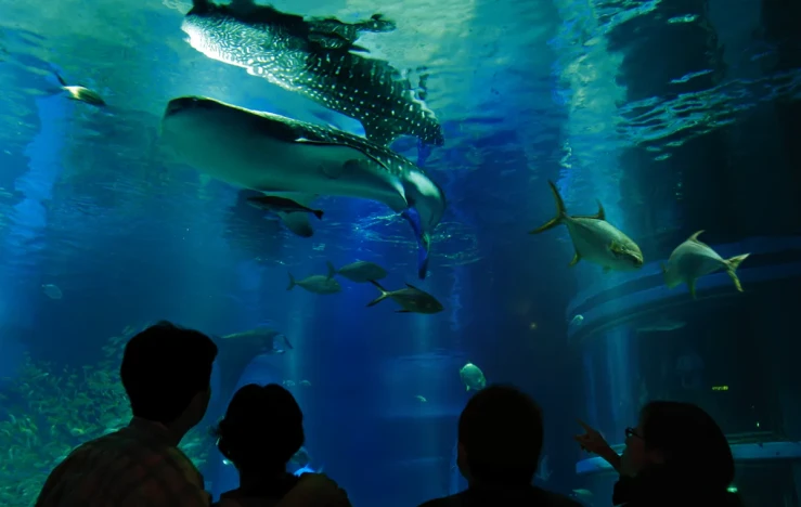 画像:海遊館