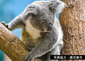 画像：鹿児島市平川動物公園