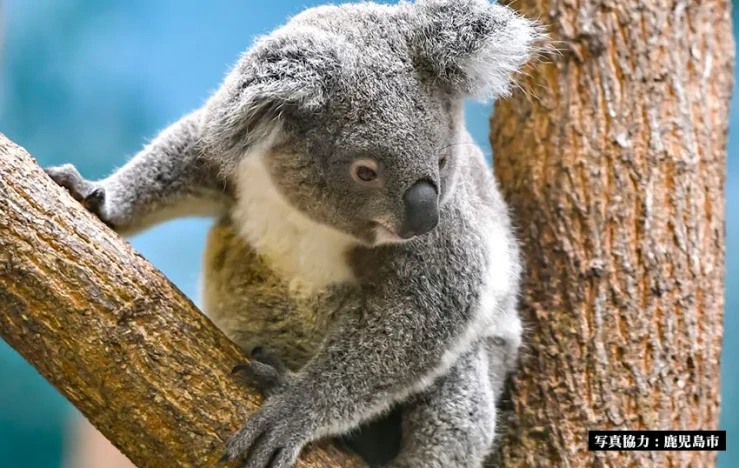 画像:鹿児島市平川動物公園